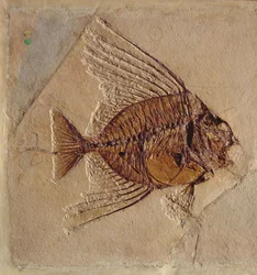 Pesce (fossile)